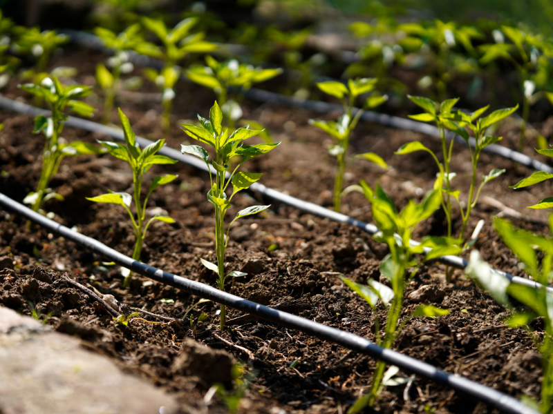 Drip irrigation system for efficient watering